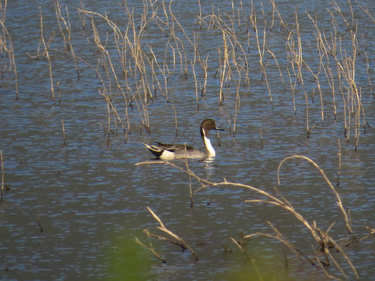 Northern Pintail - ML50277141