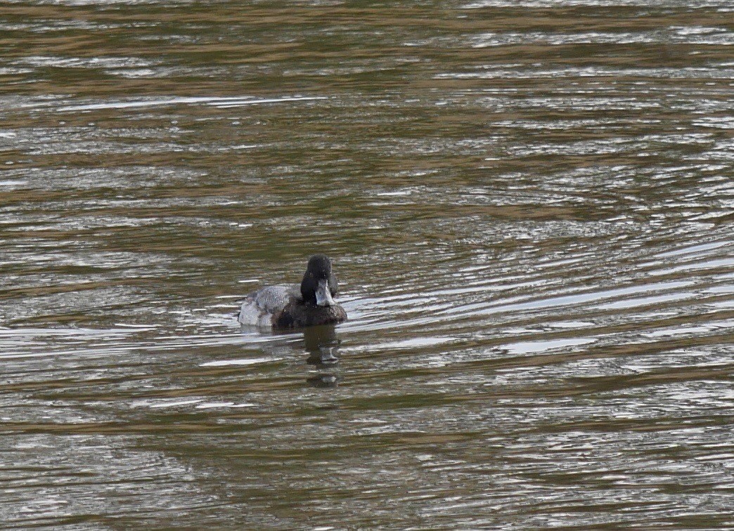 Lesser Scaup - ML502771451