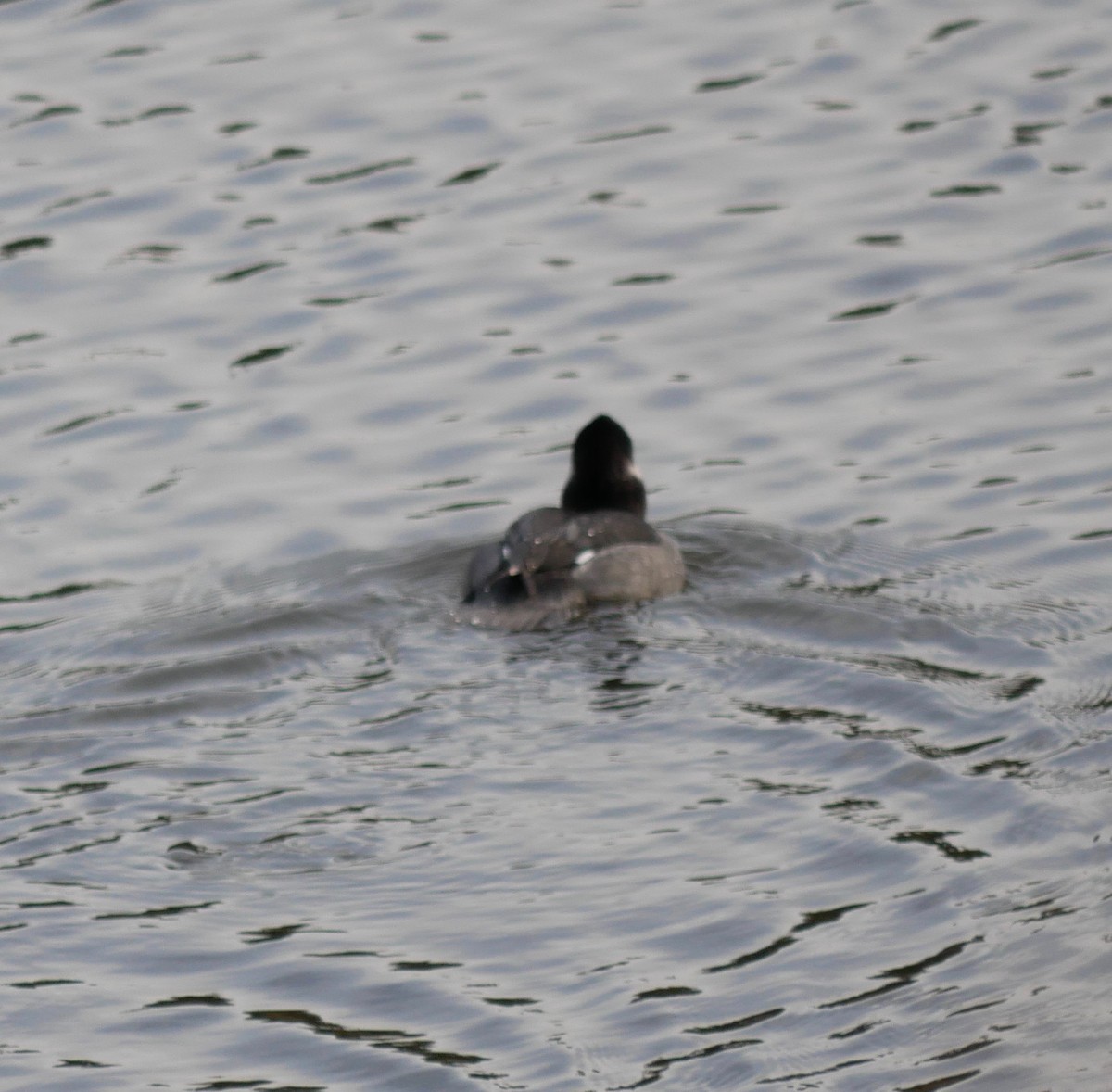 Lesser Scaup - ML502771581