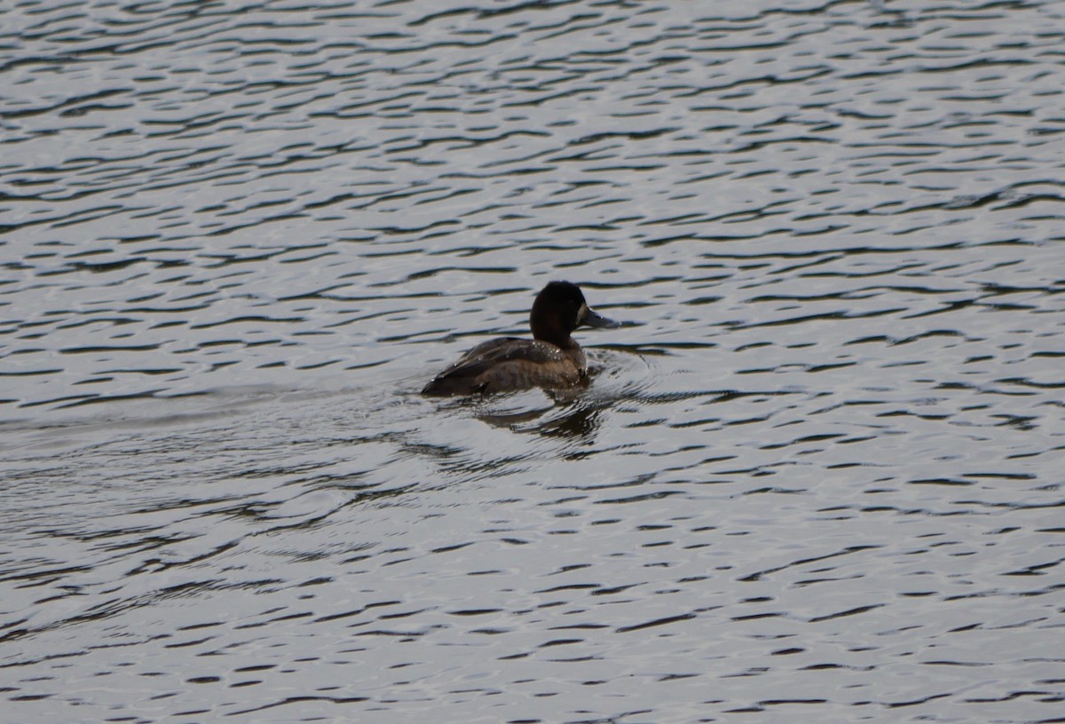 Lesser Scaup - ML502771641
