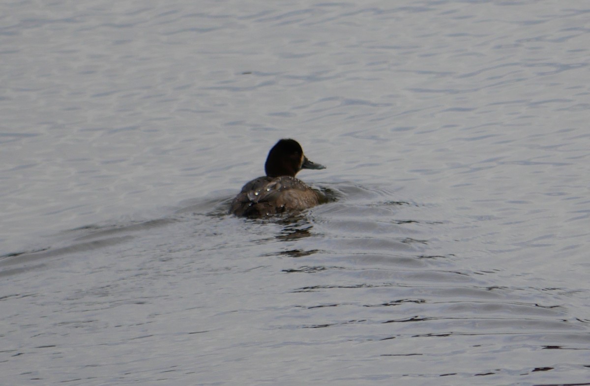 Lesser Scaup - ML502771711
