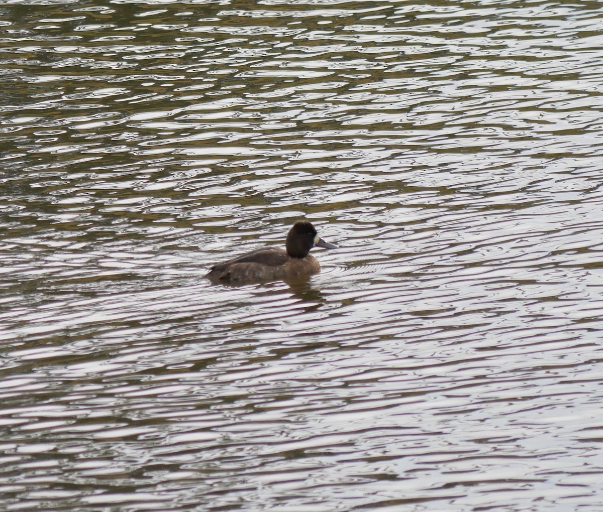 Lesser Scaup - ML502771791