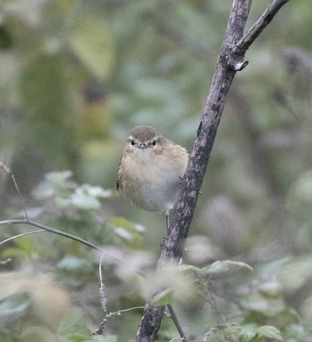 Mountain Chiffchaff - ML502771981