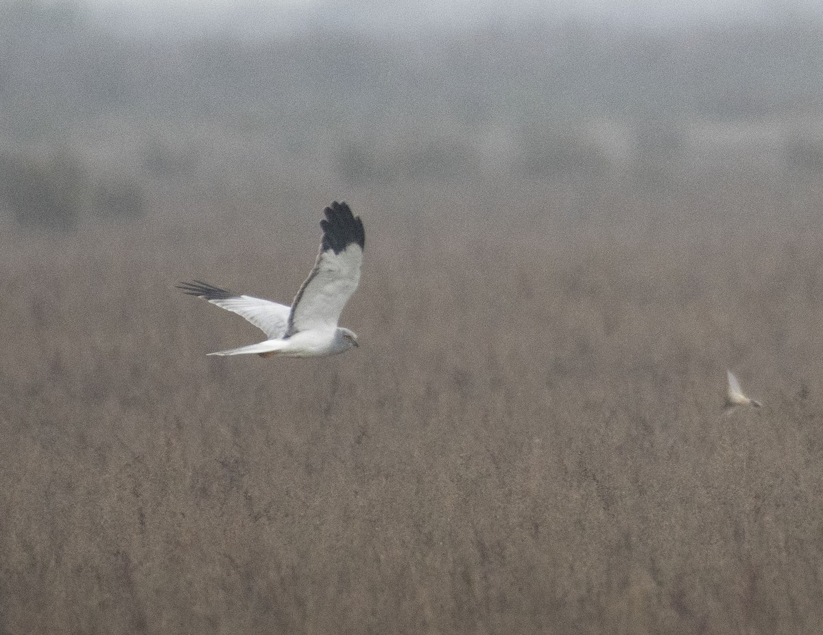 Hen Harrier - ML502772061