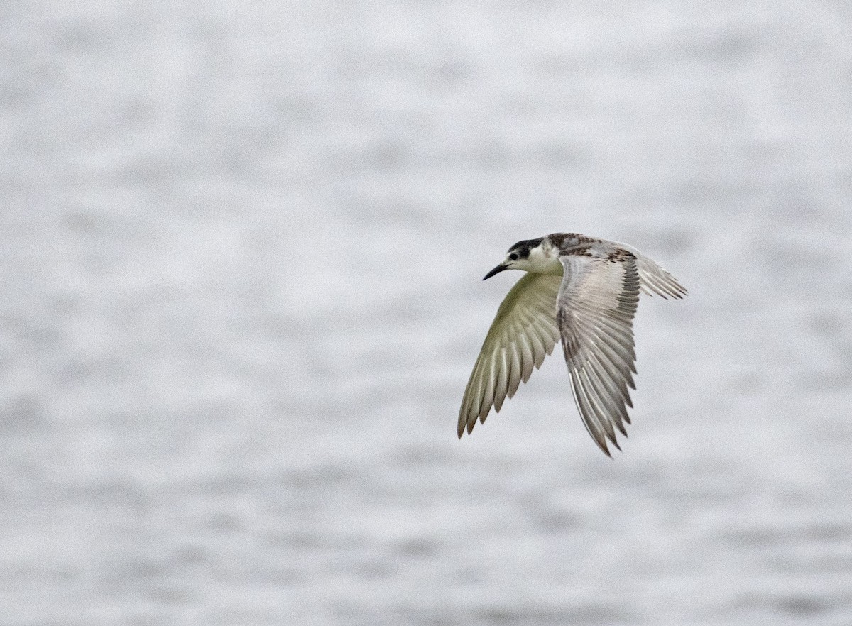 Whiskered Tern - ML502772201