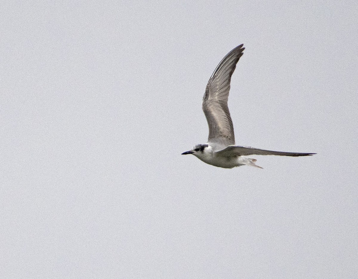 Whiskered Tern - ML502772261