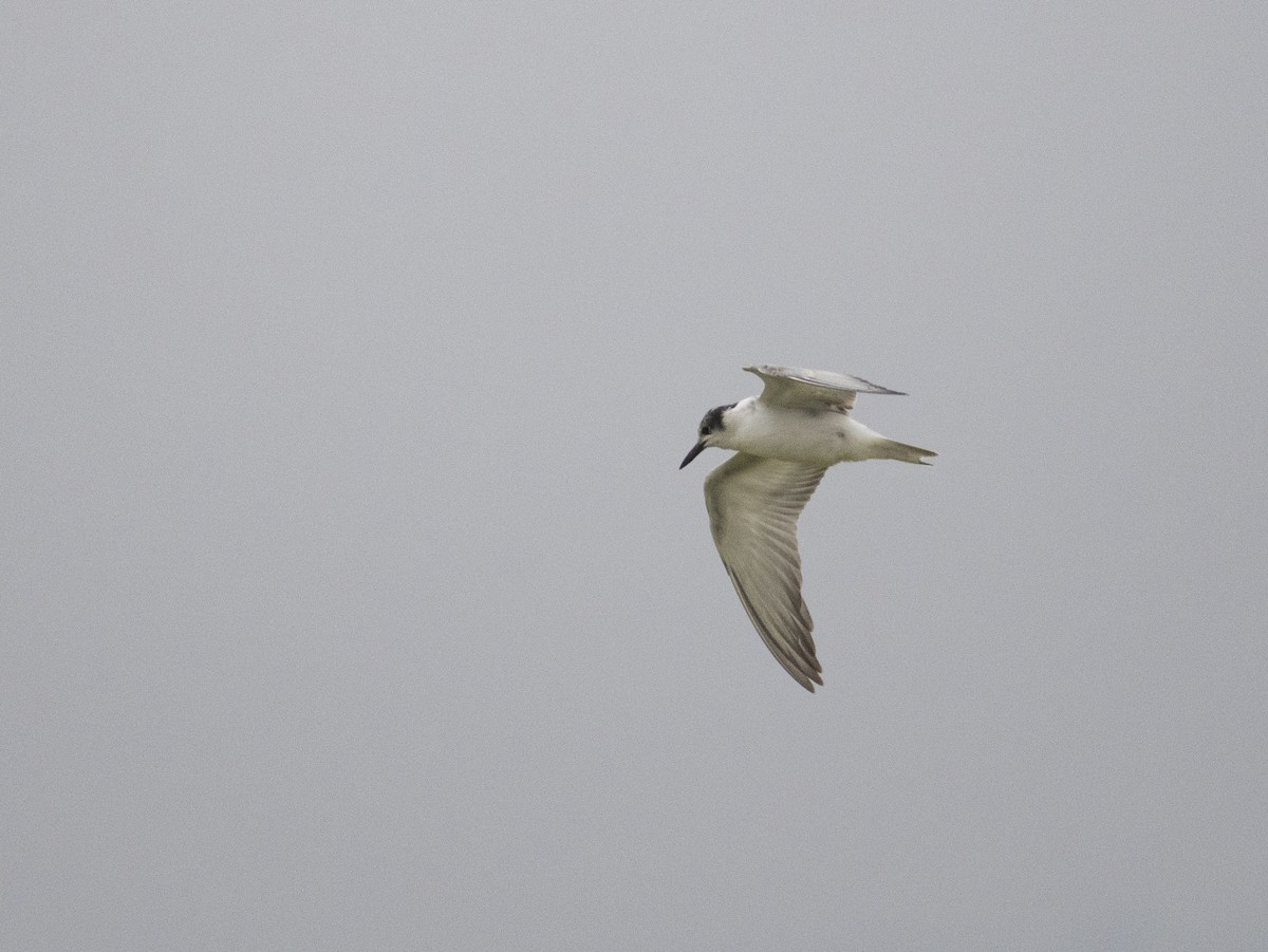 Whiskered Tern - Ed Stubbs