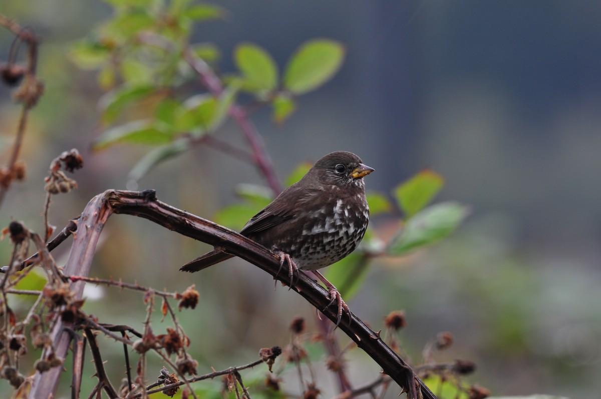 Fox Sparrow (Sooty) - ML502772361