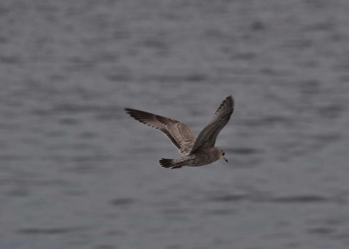 Short-billed Gull - ML502774321