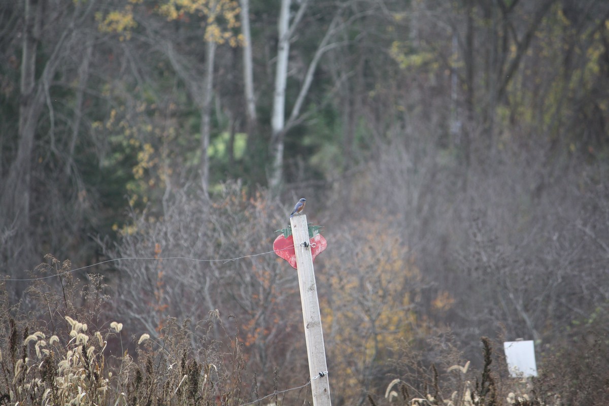 Eastern Bluebird - ML502774441