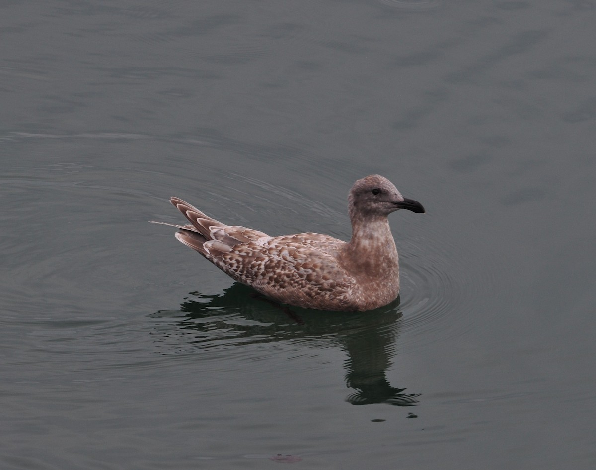 Glaucous-winged Gull - ML502774661