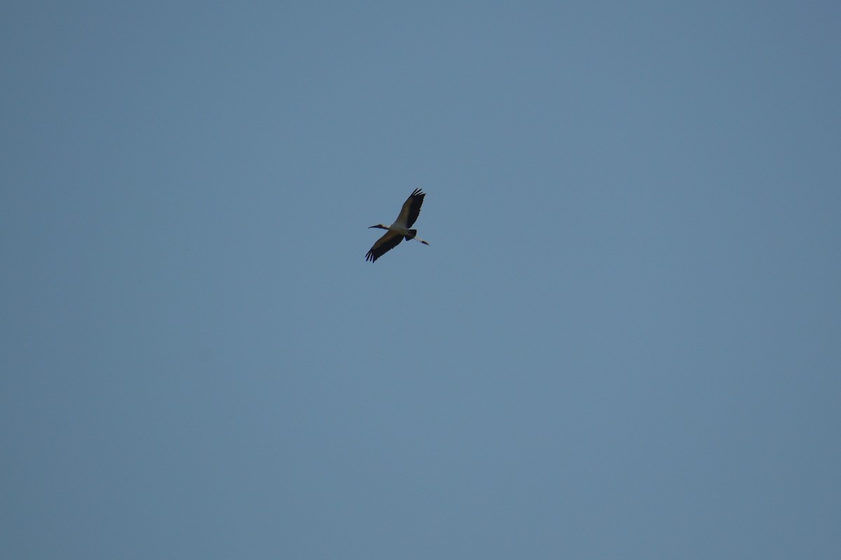 Wood Stork - ML502774961