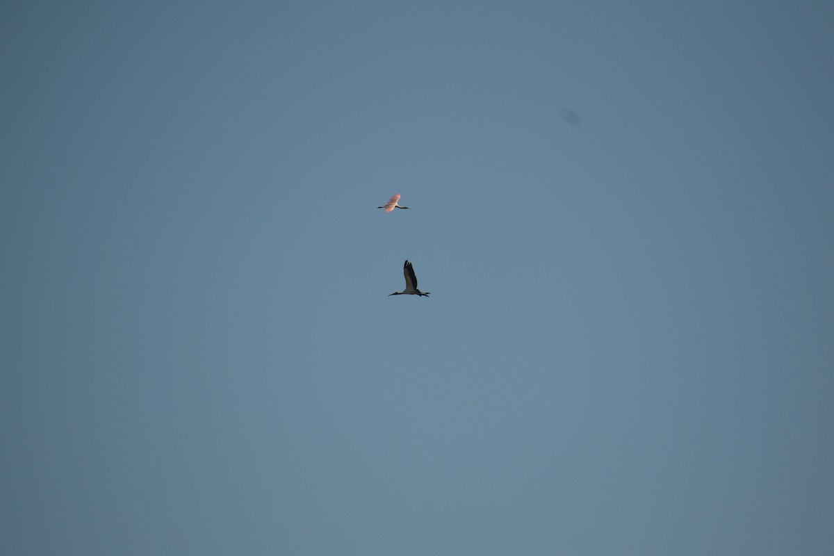 Wood Stork - ML502774971