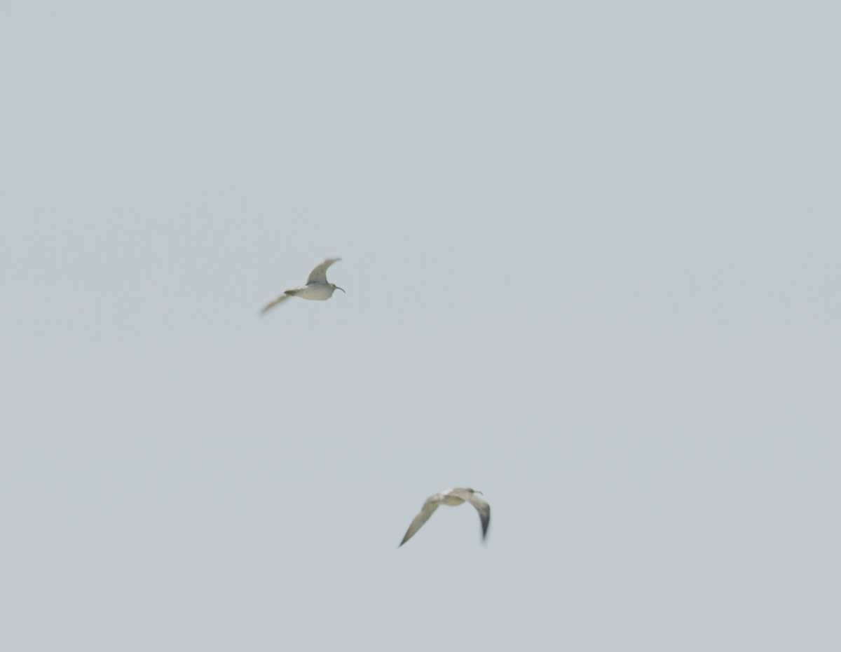 Eurasian Curlew - ML502775601