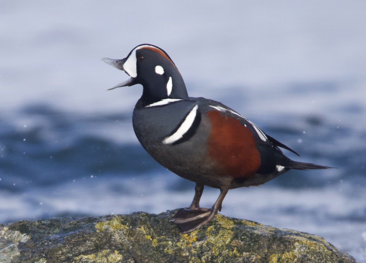 Harlequin Duck - Liam Ragan