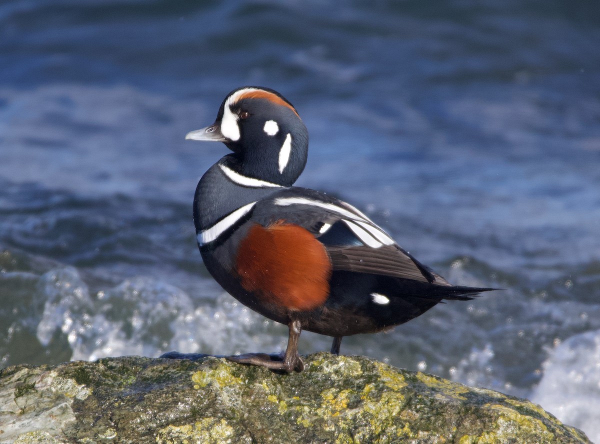 Harlequin Duck - Liam Ragan