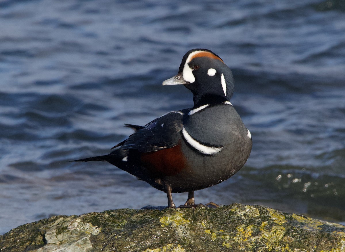 Harlequin Duck - Liam Ragan