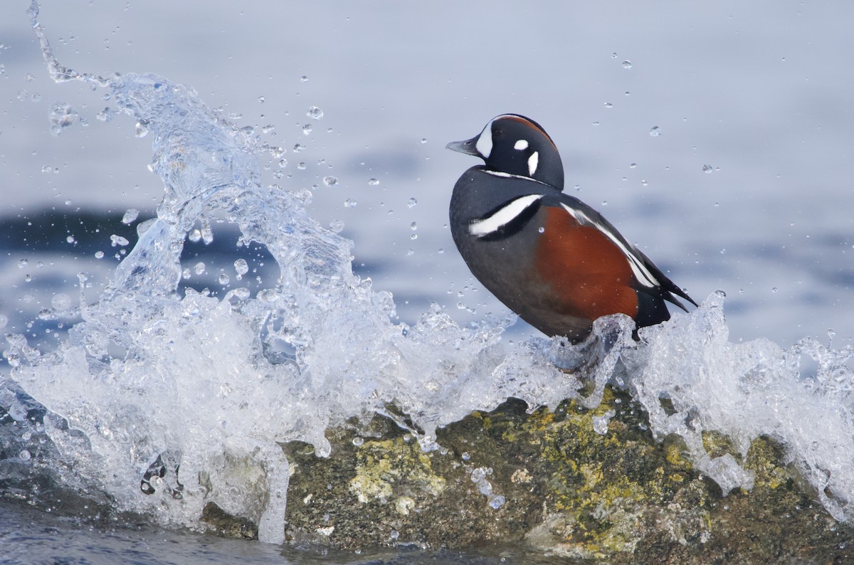 Harlequin Duck - Liam Ragan