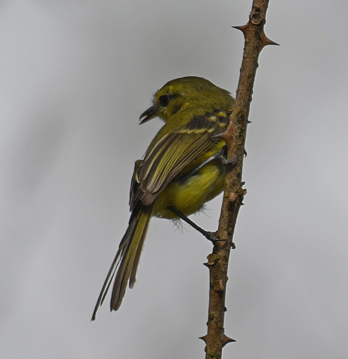 Yellow Tyrannulet - Daniel Murphy