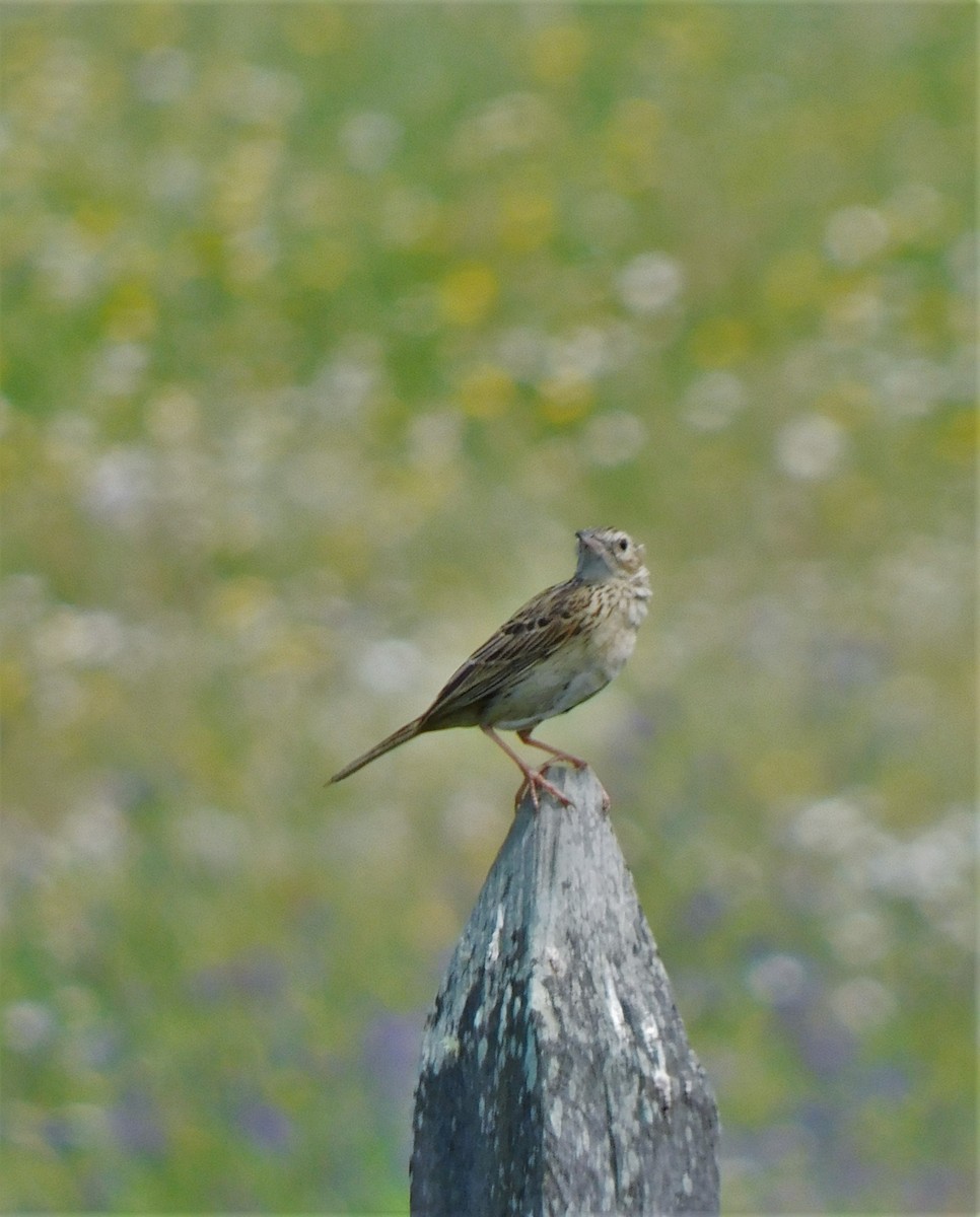 Hellmayr's Pipit - Nicolás Bejarano