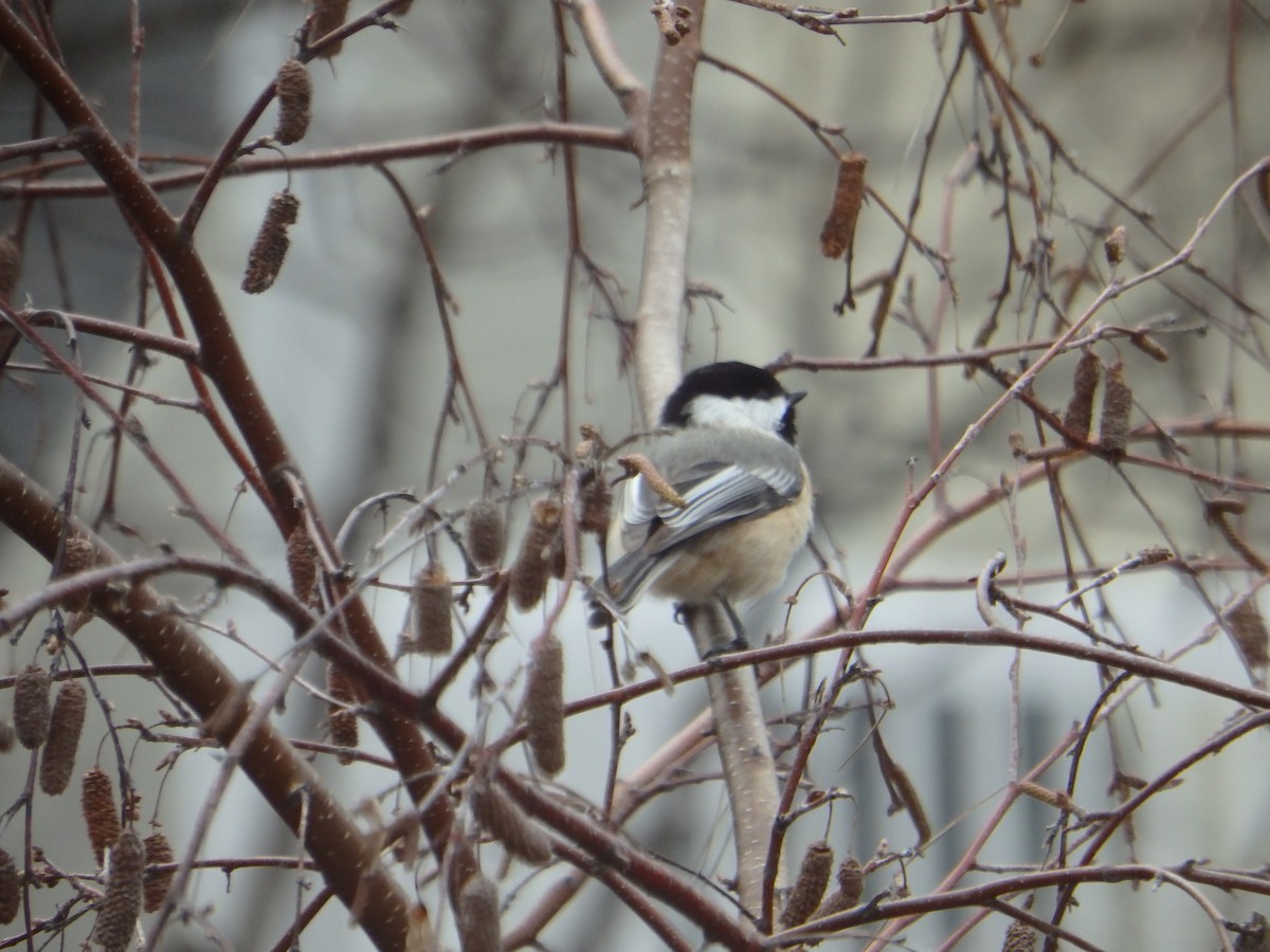 Black-capped Chickadee - ML50277841