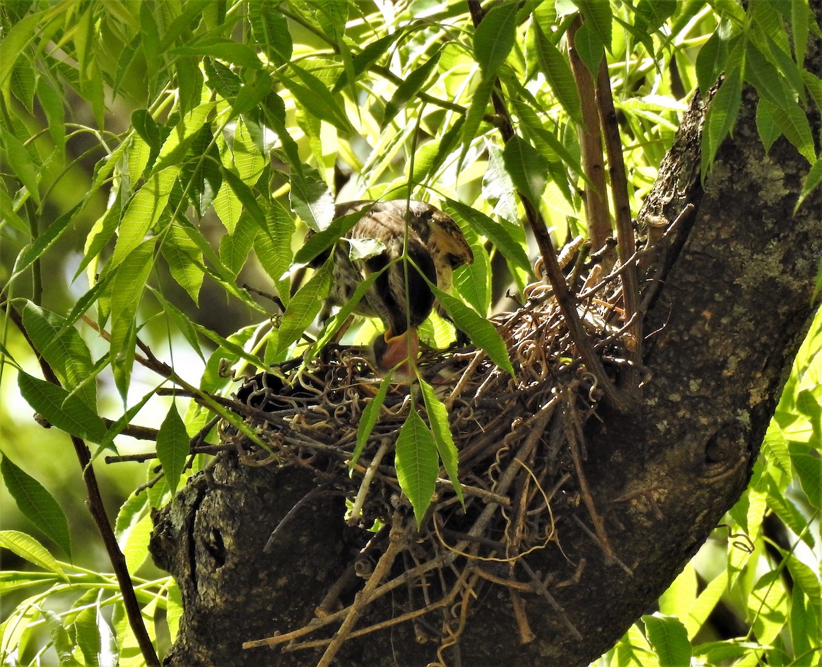 Variegated Flycatcher - ML502779031