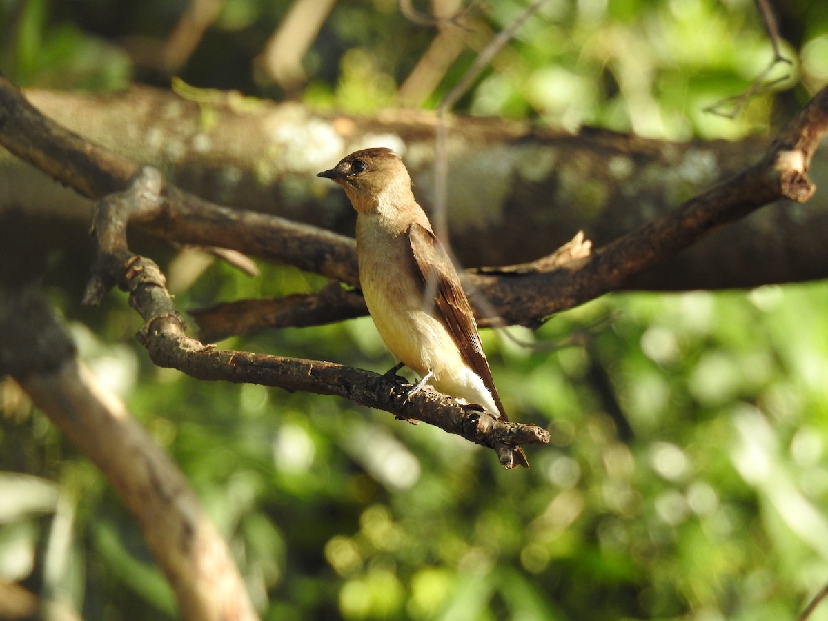 Golondrina Gorjirrufa - ML502779301