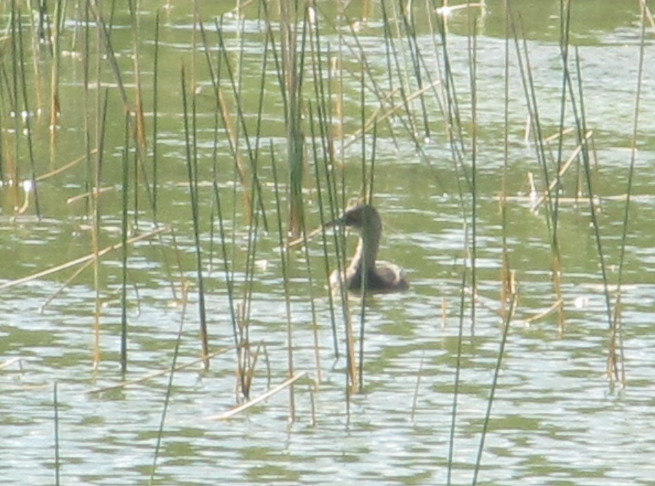 Least Grebe - ML502779771