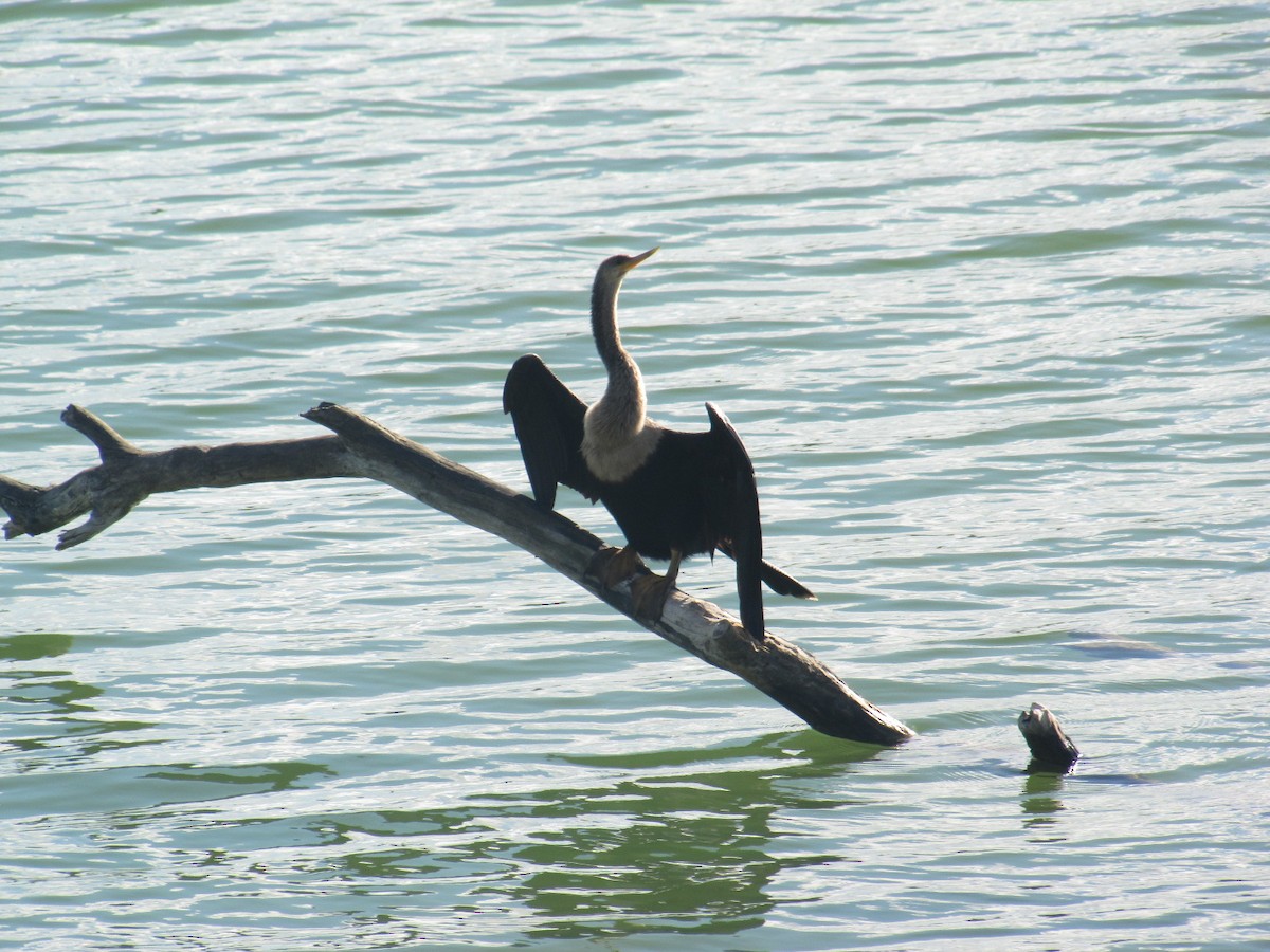 anhinga americká - ML502780591