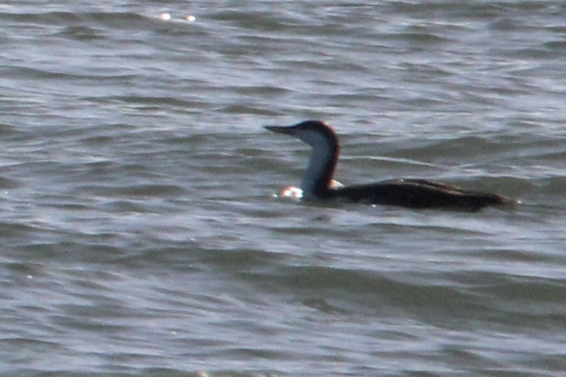 Red-throated Loon - ML502781211