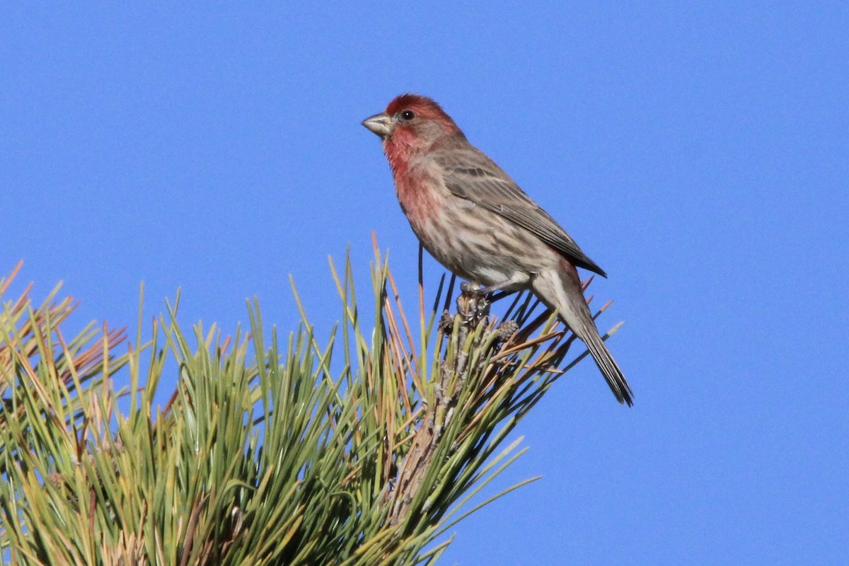 House Finch - ML502781301