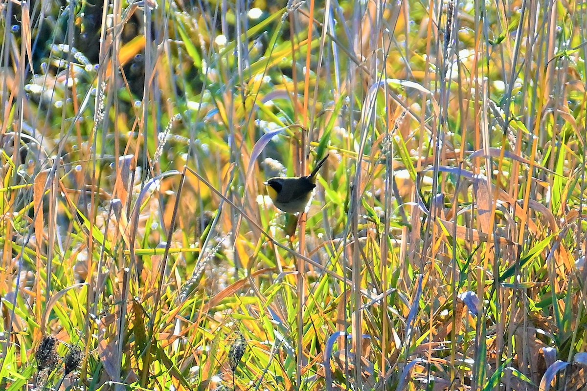 Common Yellowthroat - Geoffrey Newell