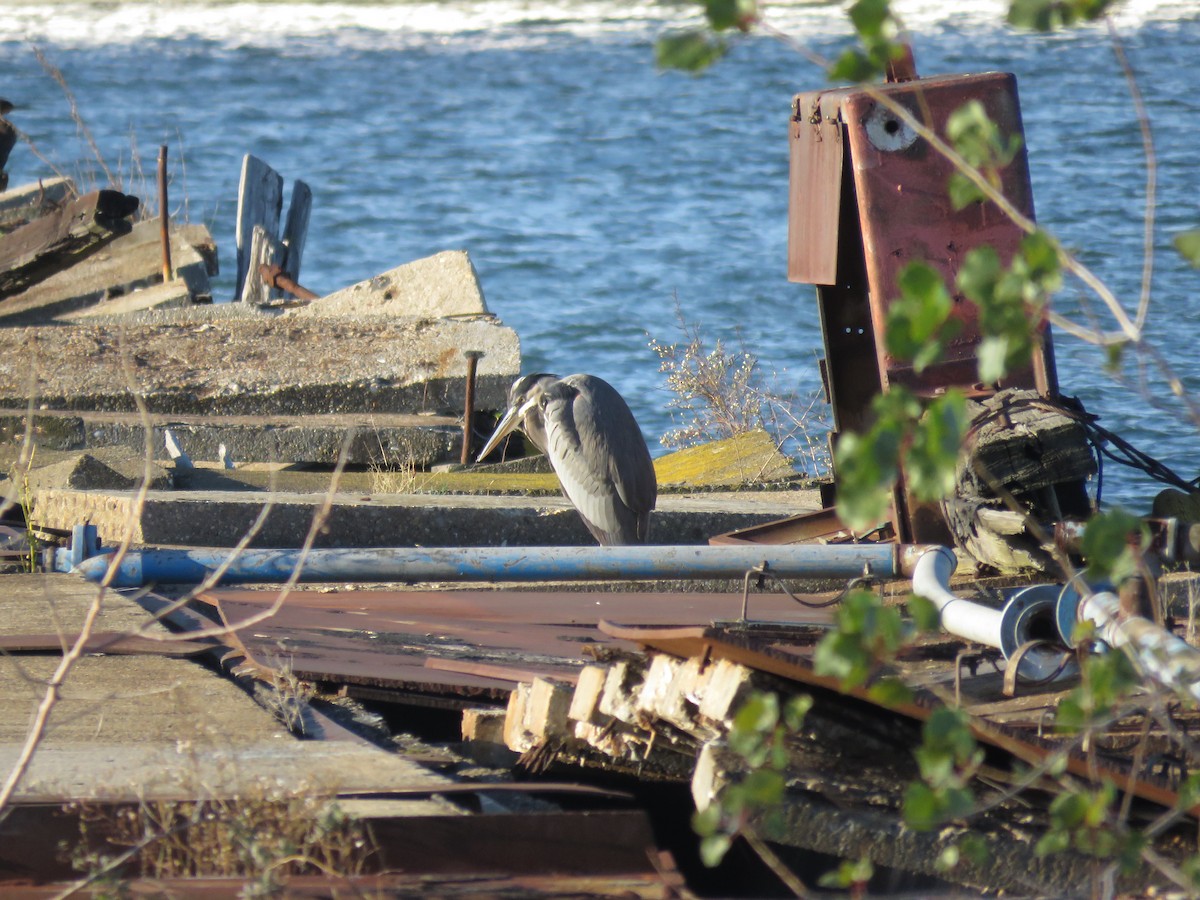 Great Blue Heron - ML502782021
