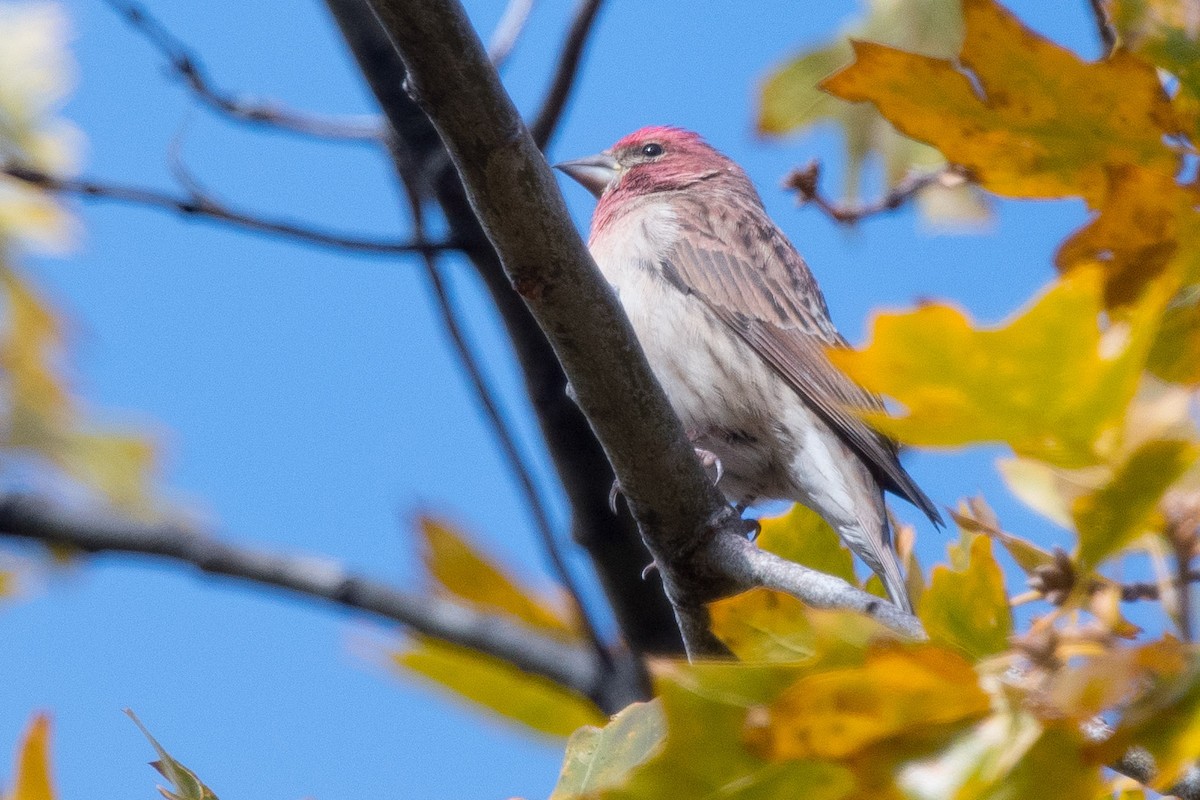 Cassin's Finch - ML502782051