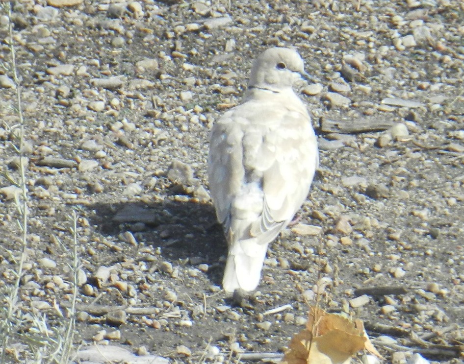 African Collared-Dove - ML502782061