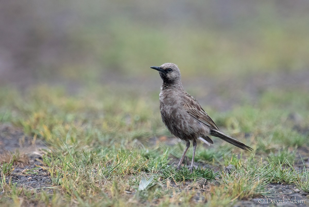 Brown Songlark - David Adam