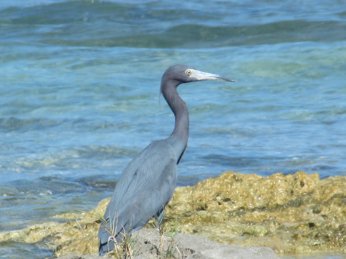 Little Blue Heron - Frédéric Bédard