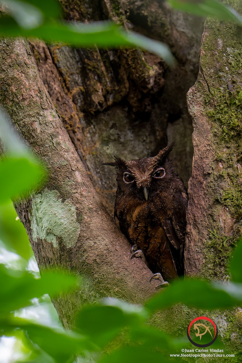 Tawny-bellied Screech-Owl - ML502785391