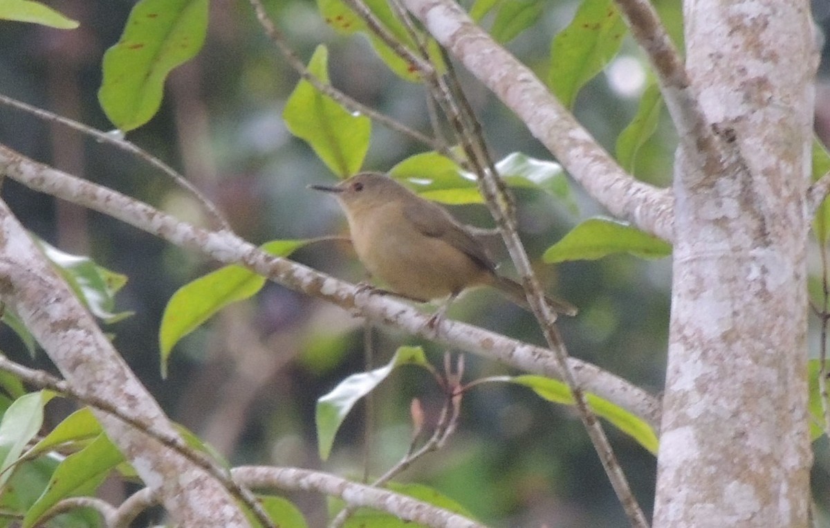 Moheli Brush-Warbler - ML502786531