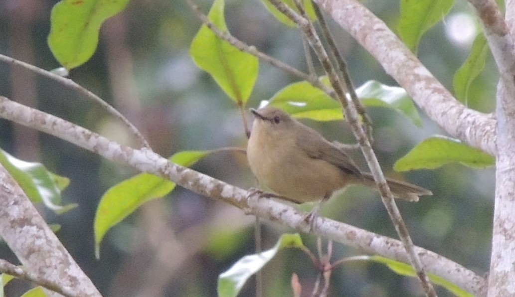 Moheli Brush-Warbler - ML502786541