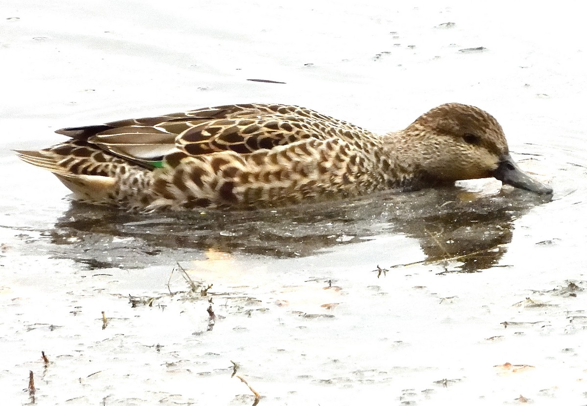 Green-winged Teal - ML502786991