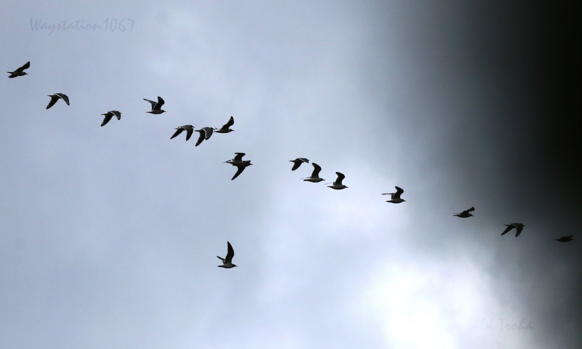 Franklin's Gull - ML502787061