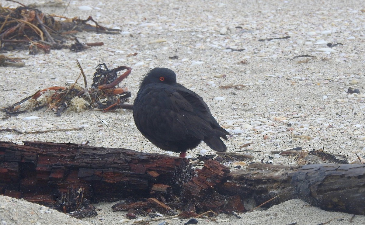 Variable Oystercatcher - ML502787221