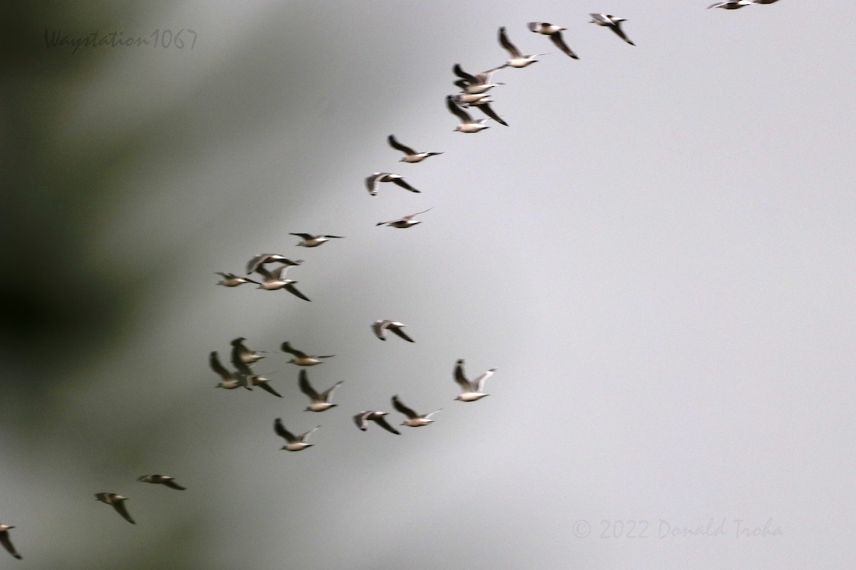 Franklin's Gull - ML502787621