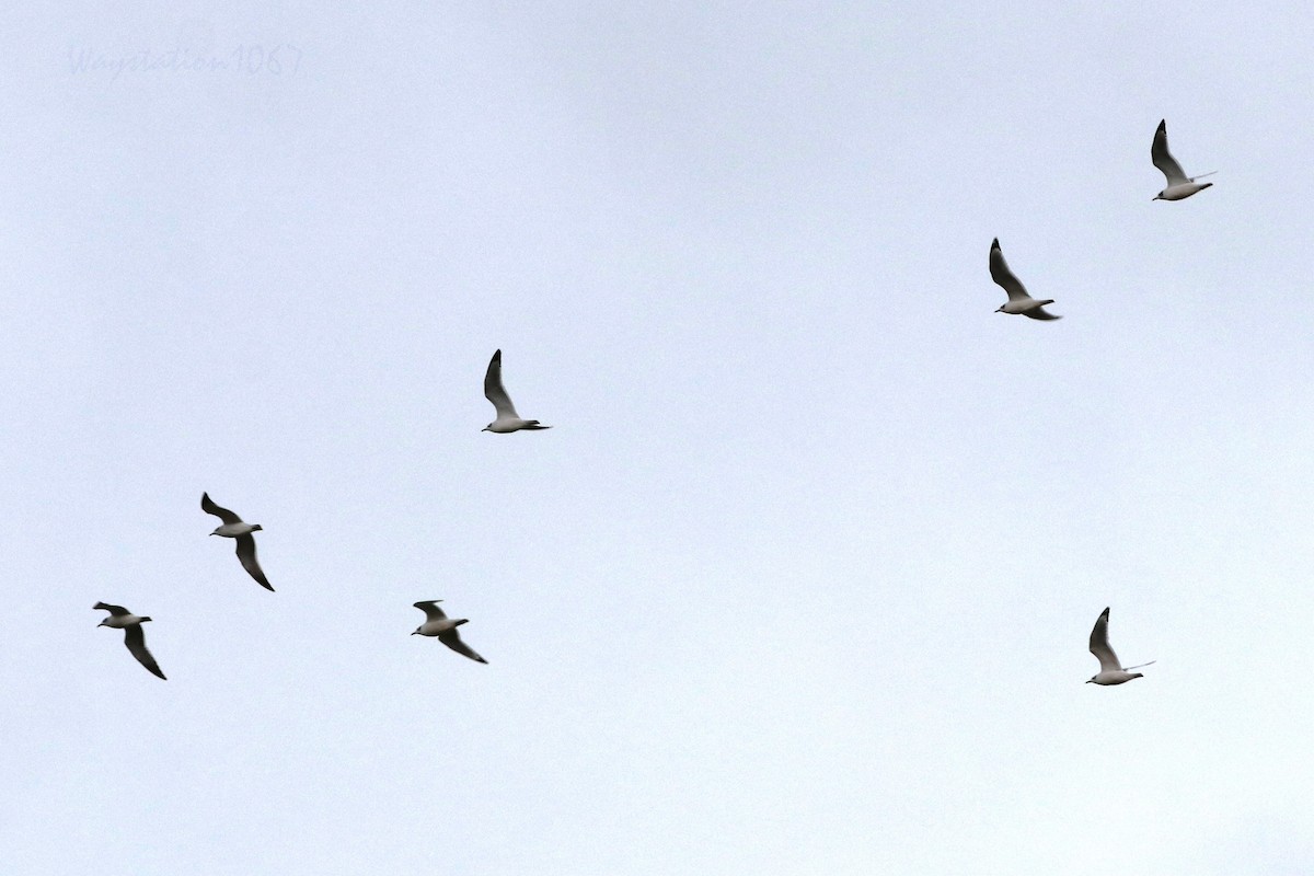 Franklin's Gull - ML502787631