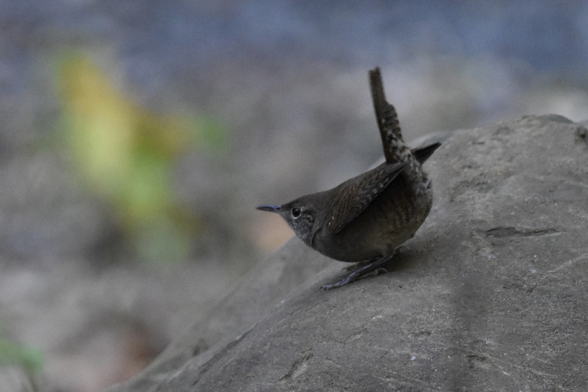Northern House Wren - ML502787811