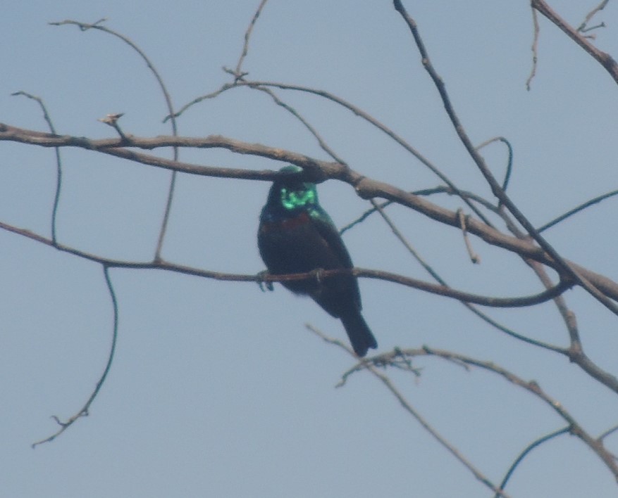 Anjouan Sunbird - Peter Bono