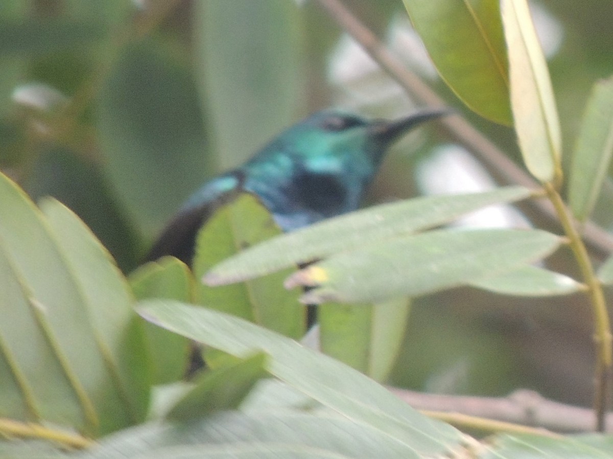 Anjouan Sunbird - ML502788941