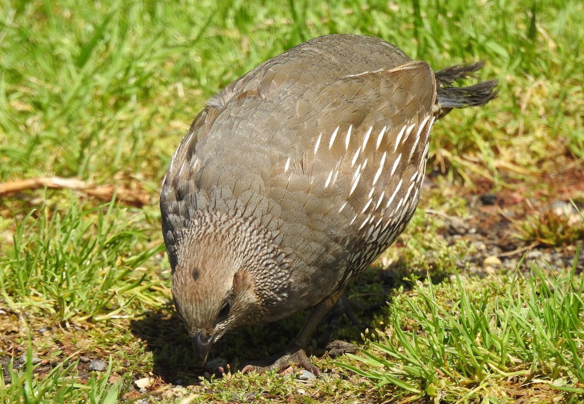 California Quail - ML502789191