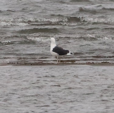 Great Black-backed Gull - ML502789531